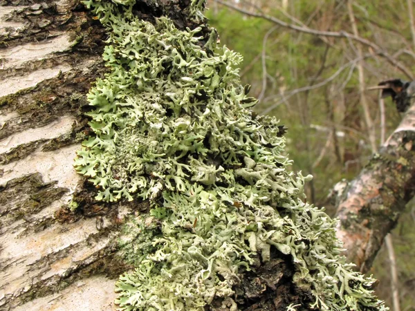 Moss on the tree — Stock Photo, Image