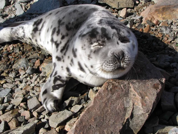Молодой тюлень — стоковое фото