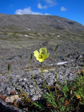 Flower in the northern mountains clipart