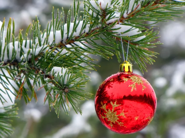 stock image Red ball on tree