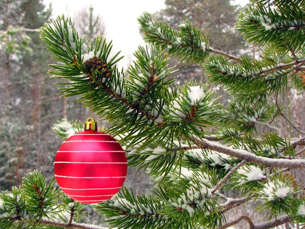 Red ball on tree — Stock Photo, Image
