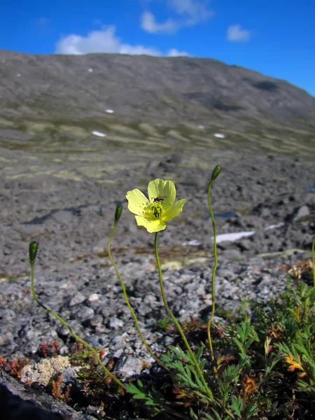 Kuzey dağlarda çiçek — Stok fotoğraf
