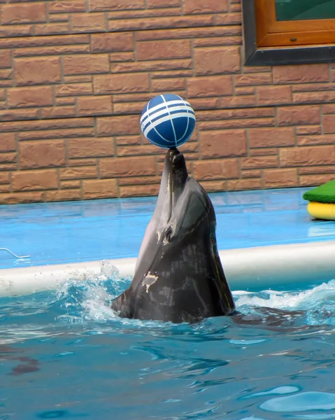 Дельфин — стоковое фото