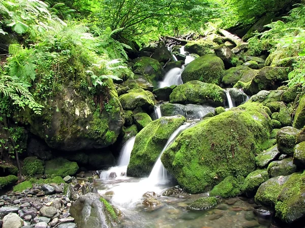 Forest stream — Stock Photo, Image