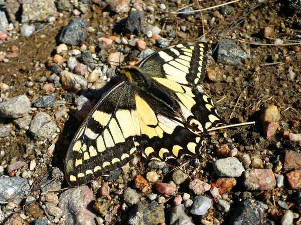 stock image Butterfly