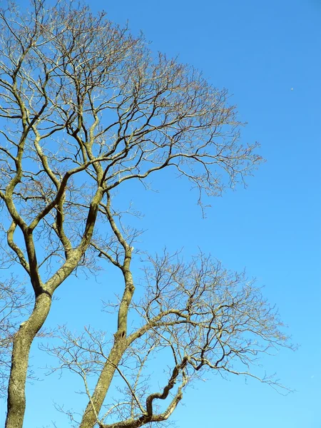 stock image Branches