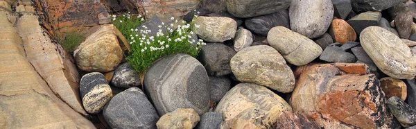 Blumen in Steinen — Stockfoto