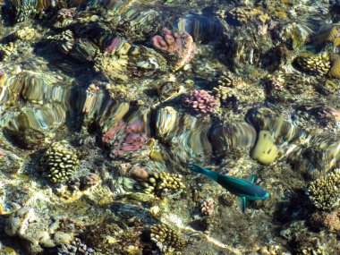 mercan resifleri, sharm el sheikh, Mısır