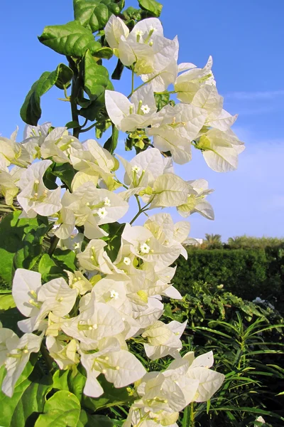 Stock image White tropical flowers