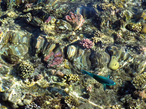 stock image Coral reefs in Sharm El Sheikh, Egypt