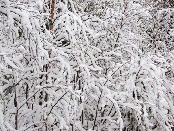 Ramas de árboles en la nieve — Foto de Stock