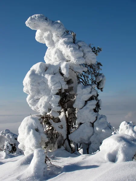 冬の森 — ストック写真