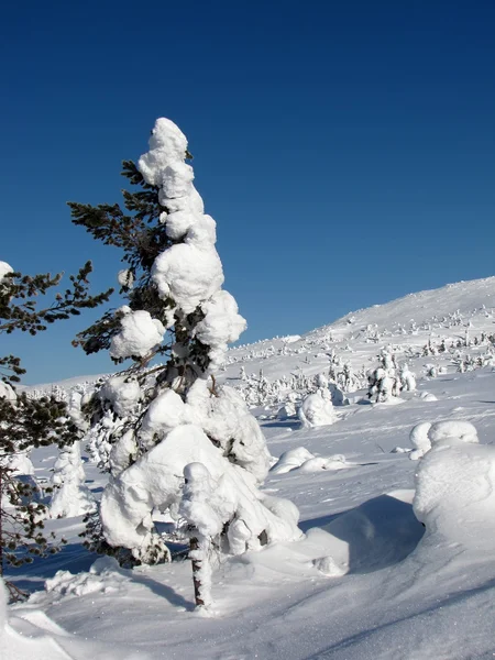 Χειμερινό δάσος — Φωτογραφία Αρχείου