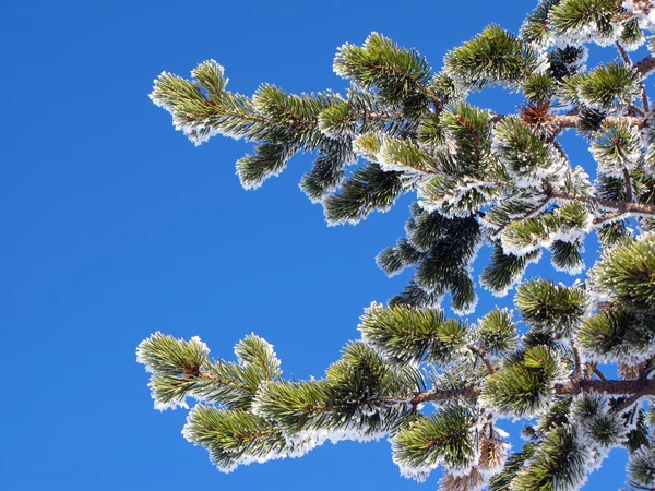 松の枝 — ストック写真