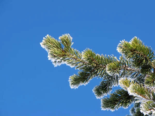 Pine tree branches — Stock Photo, Image