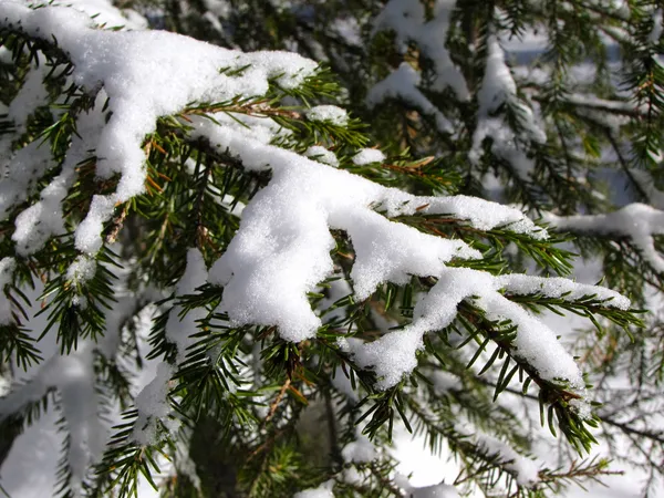 Spruce tree branch — Stock Photo, Image
