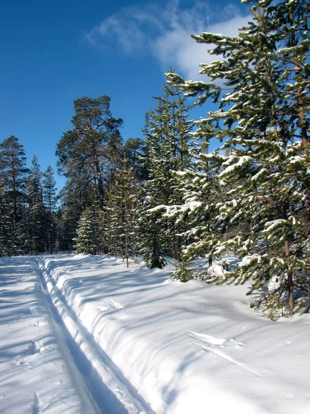 Pista de esqui na floresta de inverno — Fotografia de Stock