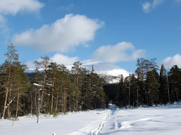 冬季森林中的滑雪道 — 图库照片