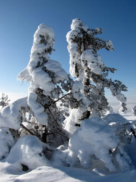 Escena de invierno — Foto de Stock