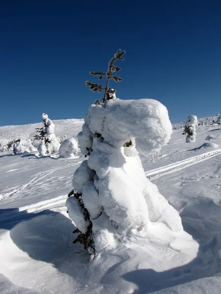 Kış sahne — Stok fotoğraf