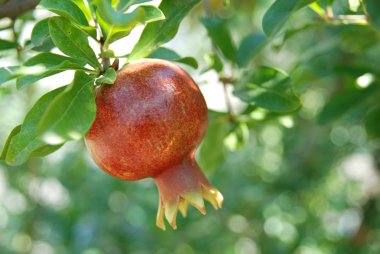 Pomegranate fruit clipart