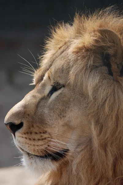 Porträt eines Löwen — Stockfoto