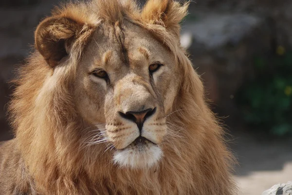 Portrait of a lion — Stock Photo, Image