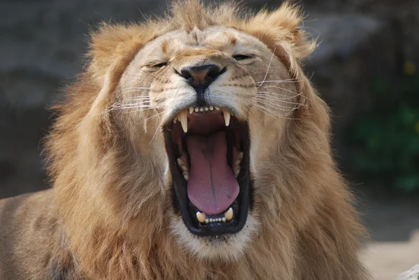 Porträt eines Löwen — Stockfoto