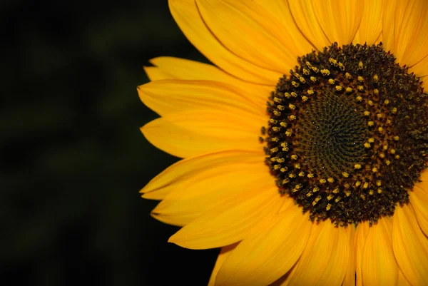 stock image Sunflower