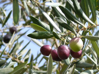 Olive yield clipart