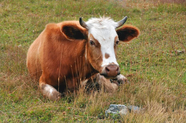 Liegende Kuh — Stockfoto