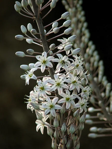 Stock image Wild flower