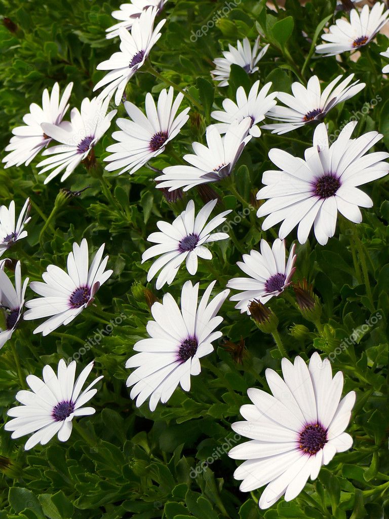 African daisy background