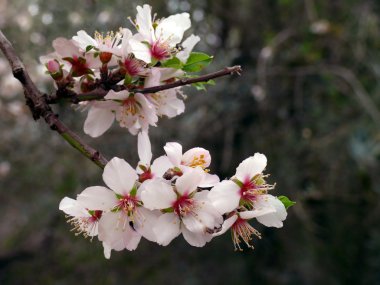 Almond blossom clipart