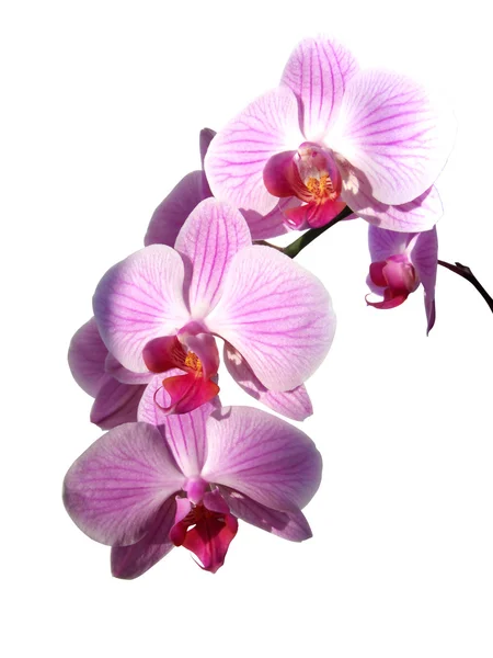 stock image Violet orchid