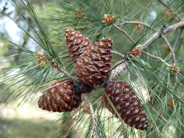 Stock image Pine branch