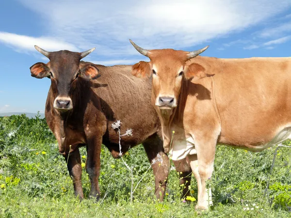 Rinder auf der Weide — Stockfoto