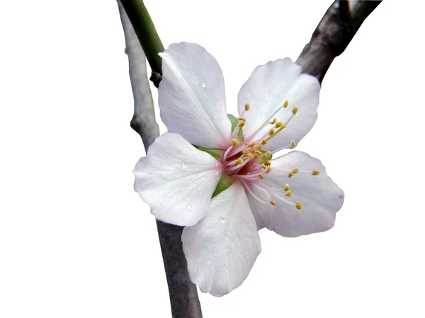 Almond beauty — Stock Photo, Image