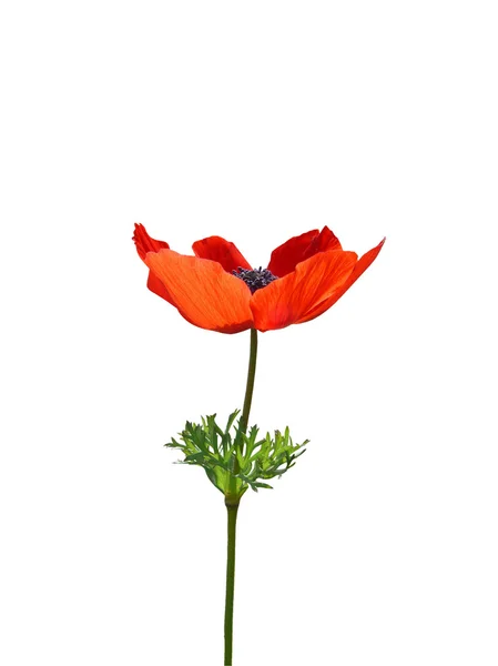 Red poppy — Stock Photo, Image