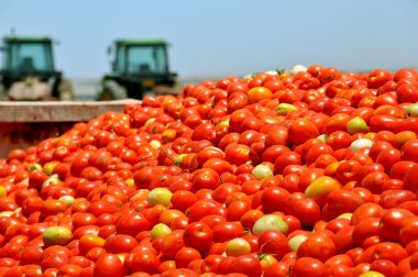 Tomato crop clipart