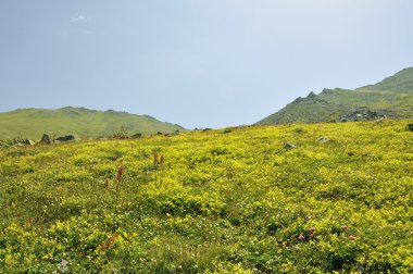 Yayla çiçeği