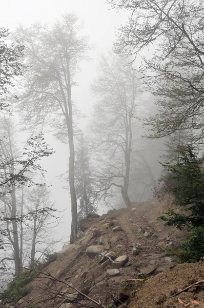 stock image Misty summer day