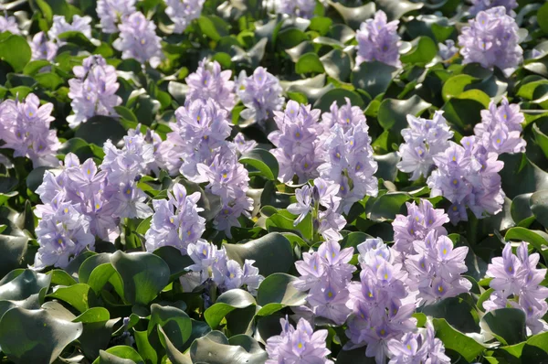Vodní hyacint — Stock fotografie