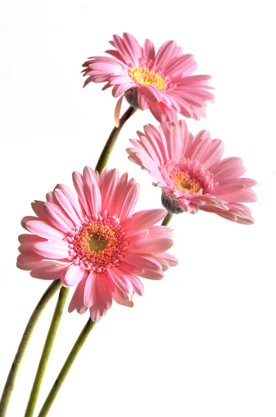 Beleza rosa — Fotografia de Stock