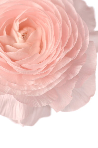 Close-up of rose ranunculus flower on white background