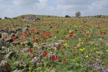 blosson golan