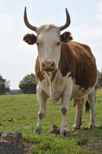 Ciekawy krowa — Zdjęcie stockowe