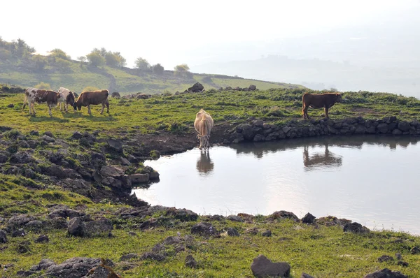 Golan meadows — Stok fotoğraf
