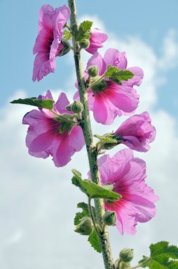 Bristly Hollyhock