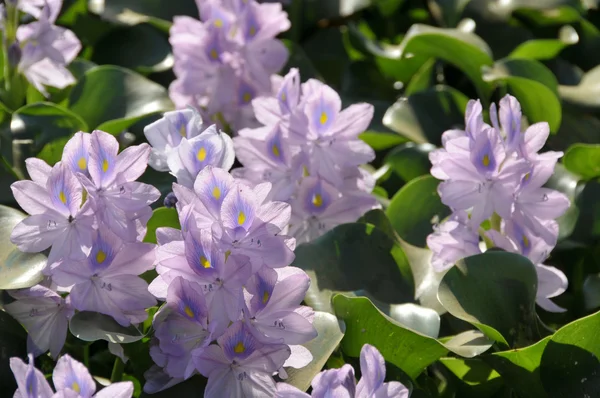 Detail vodní hyacint — Stock fotografie
